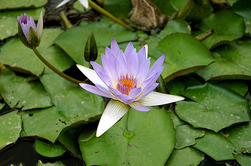 Le mantra du Lotus : Nam Myoho Renge Kyo