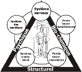 triangle kinesio Quest ce que la kinésiologie